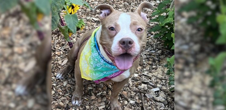 Woman Heartbroken As She Finds Abandoned Dog Tied To A Fence With Only A Blanket And Food