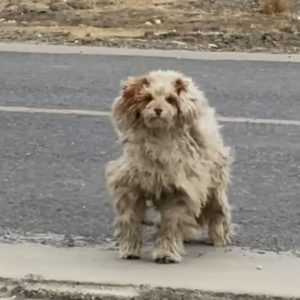 Woman Going On A Trip Spots A Severely Matted Dog Trying To Survive Near A Busy Road