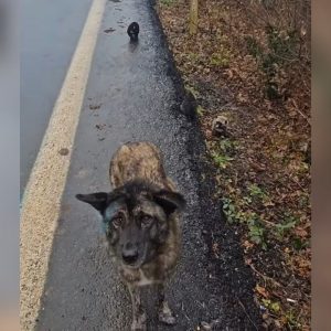 Worried Mama Dog Ran Near A Dangerous Road In Heavy Rain To Protect Her Children