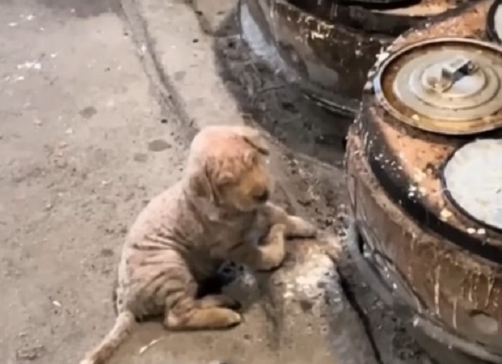 abandoned dog laying