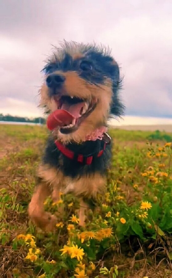 black dog with tongue out