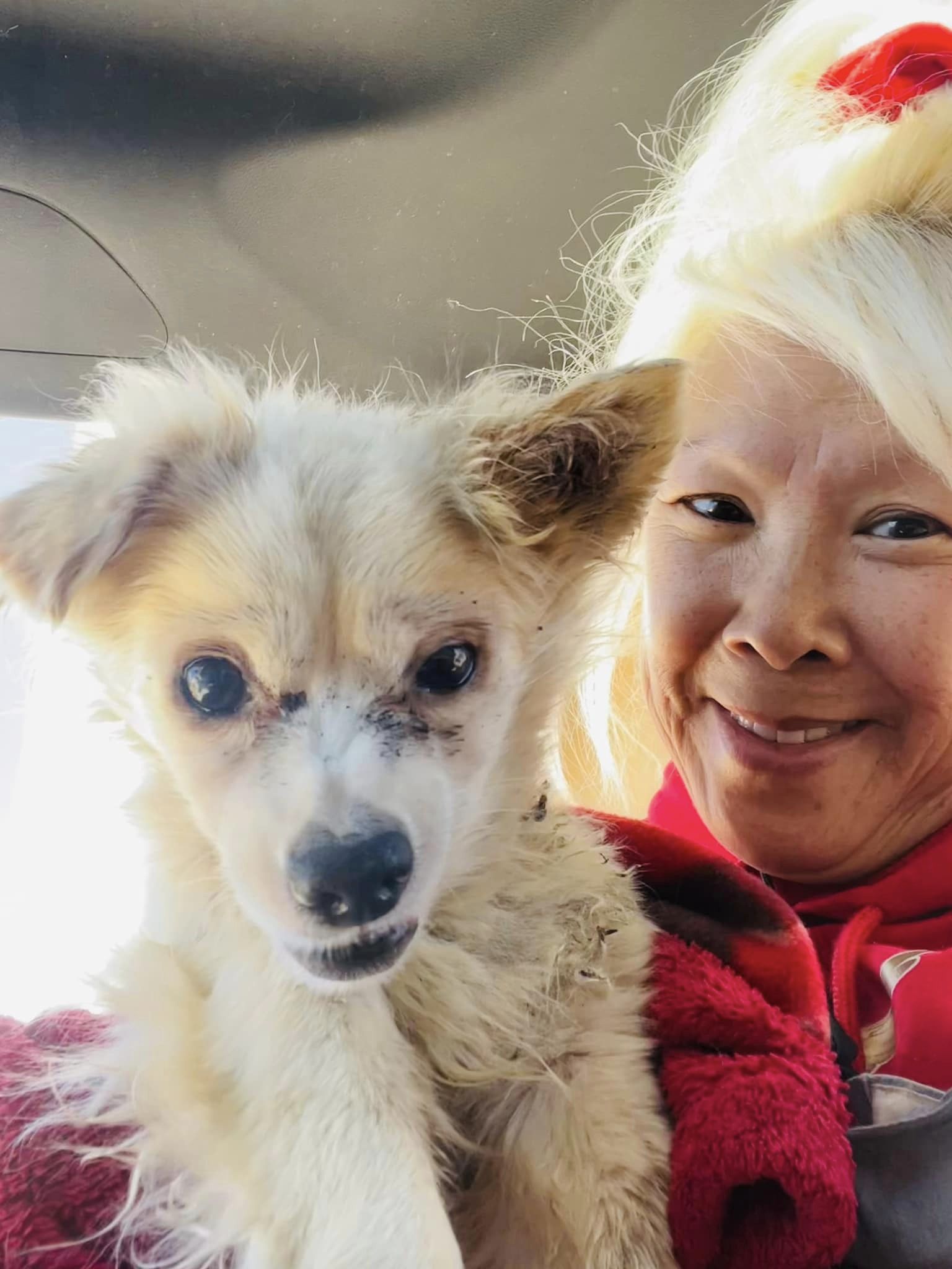 blonde woman and white cute dog