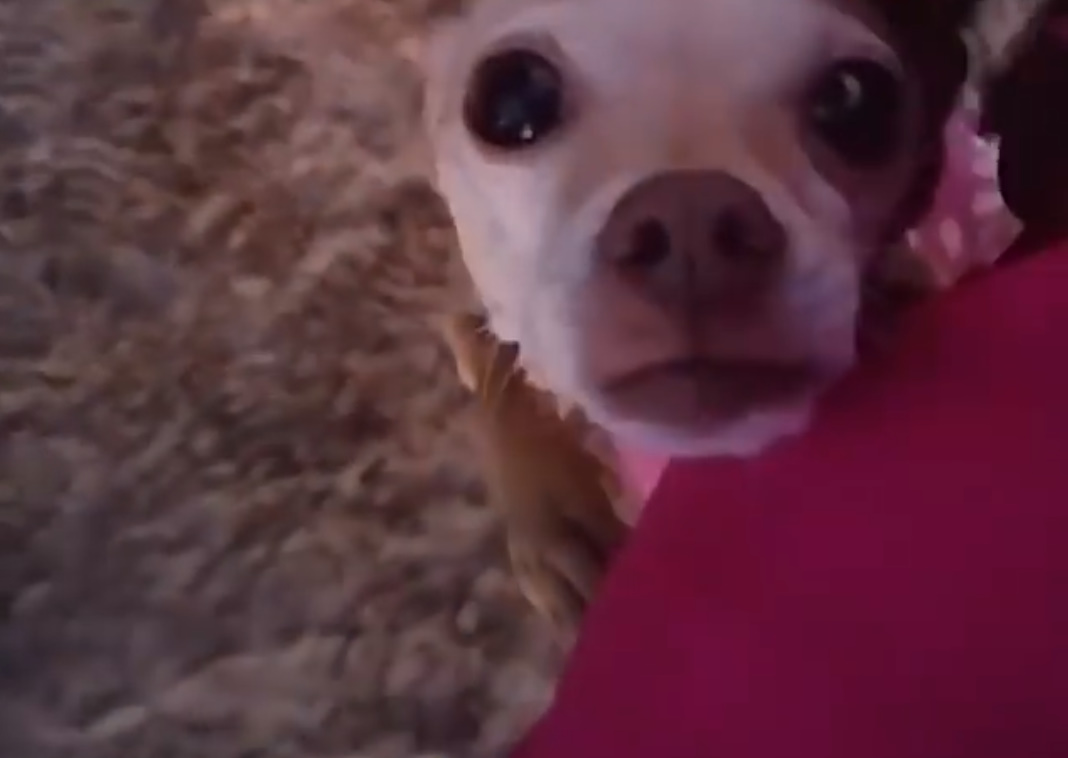 chihuahua looking up