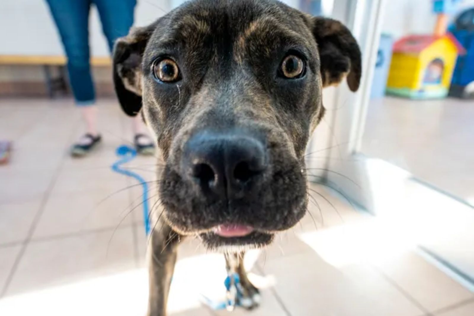 close-up photo of dog's head