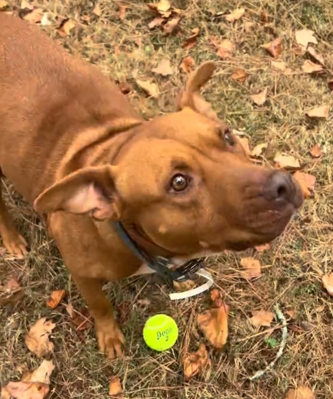 close-up photo of pitbull