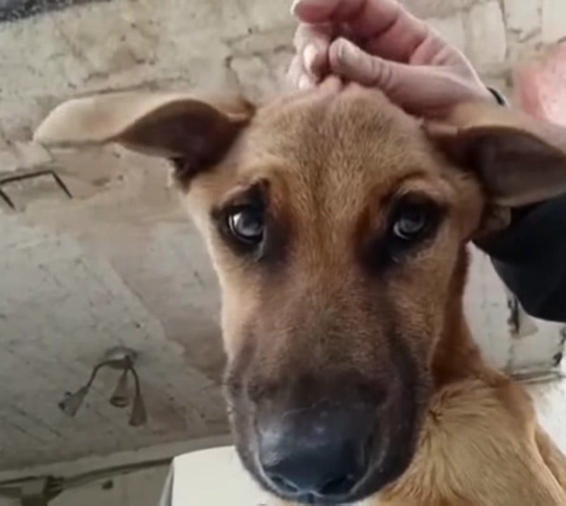 close-up photo of rescued dog