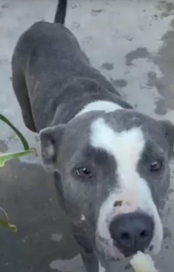 close view of black and white dog