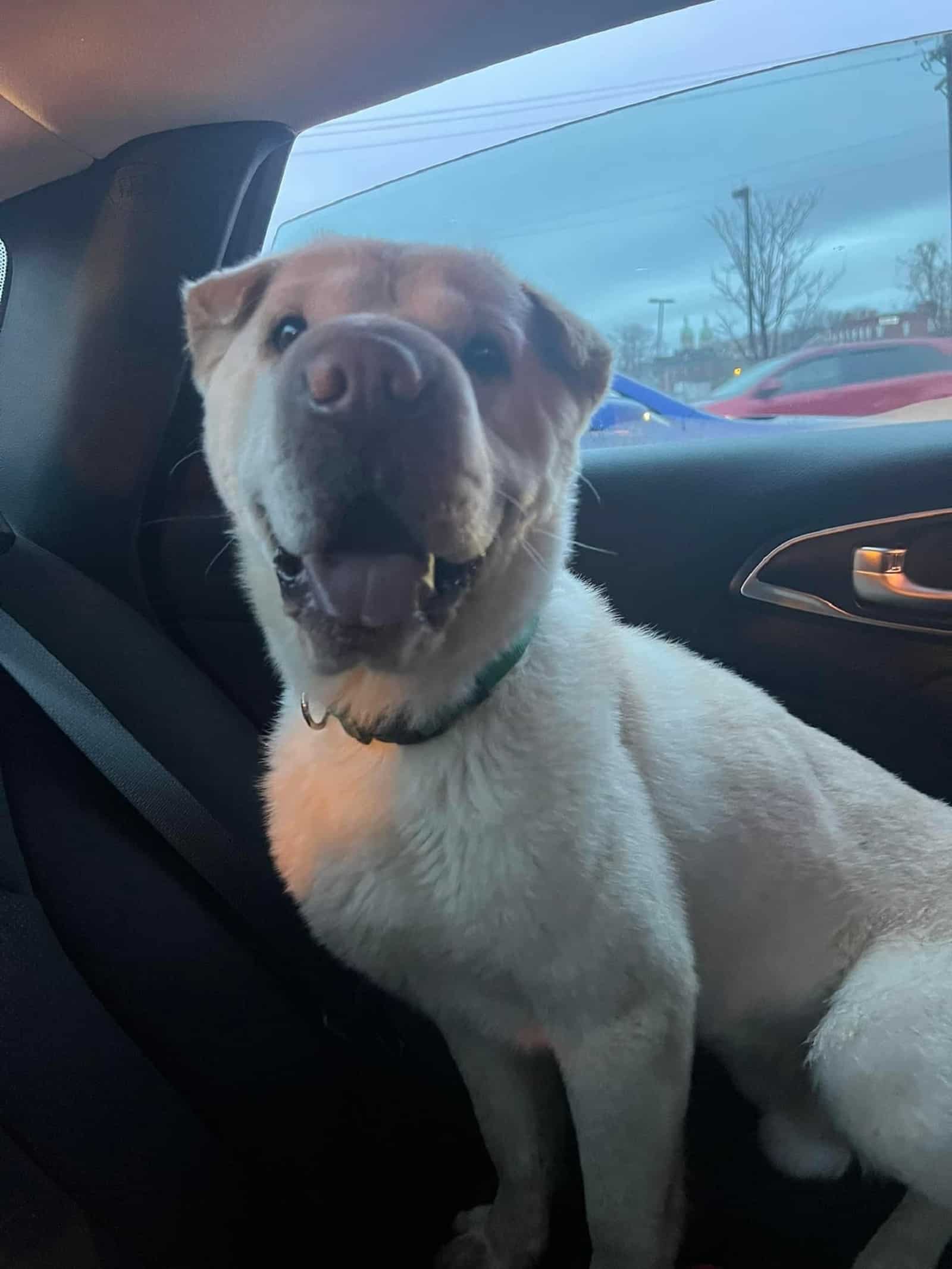 dog driving in the car on the back seat