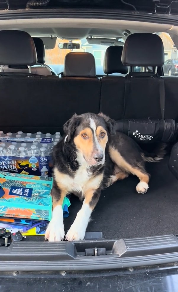 Dog in the booth of the car 