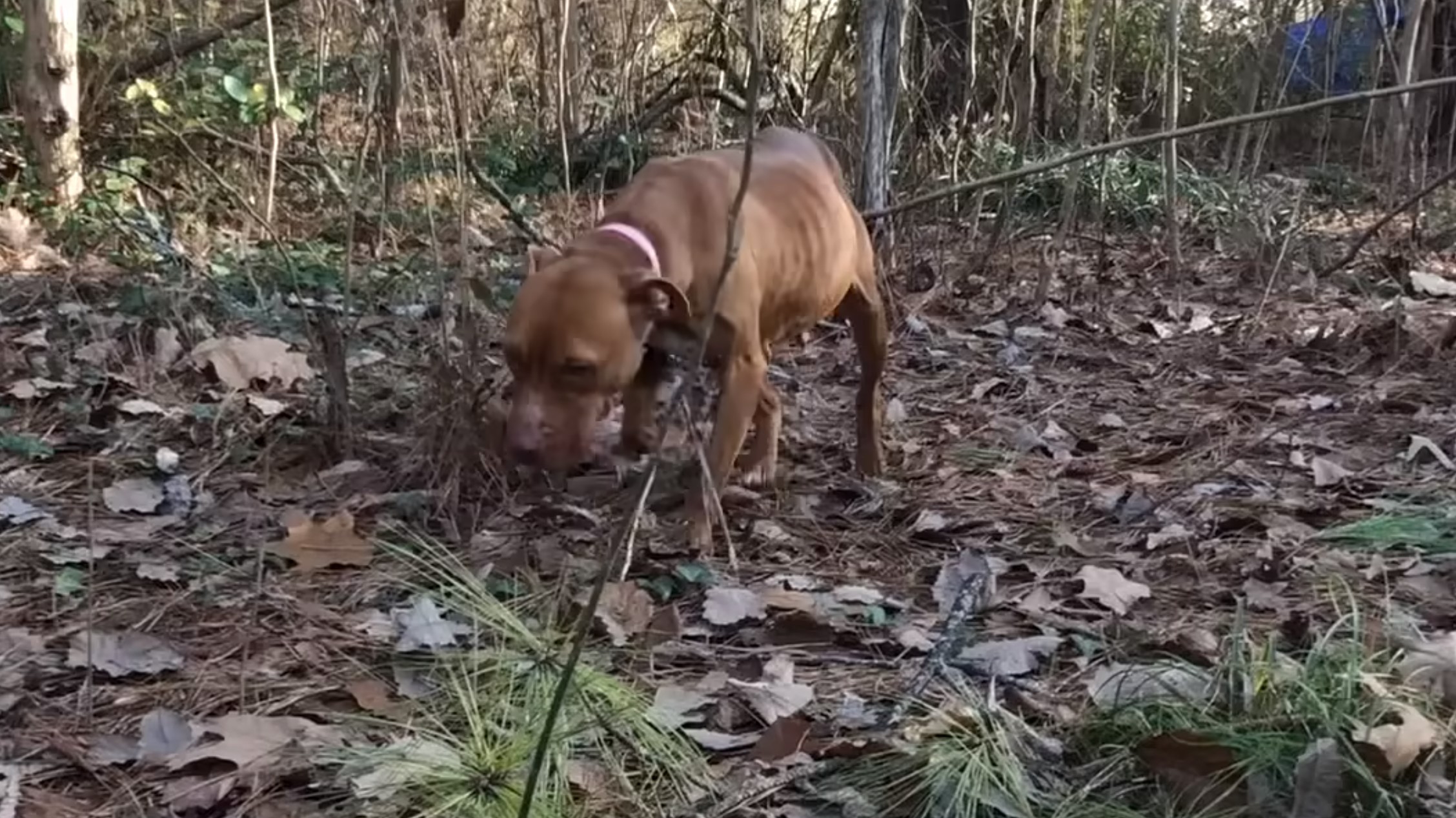 dog in the woods