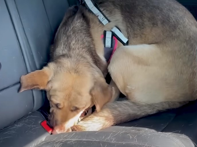 dog laying in the back seat