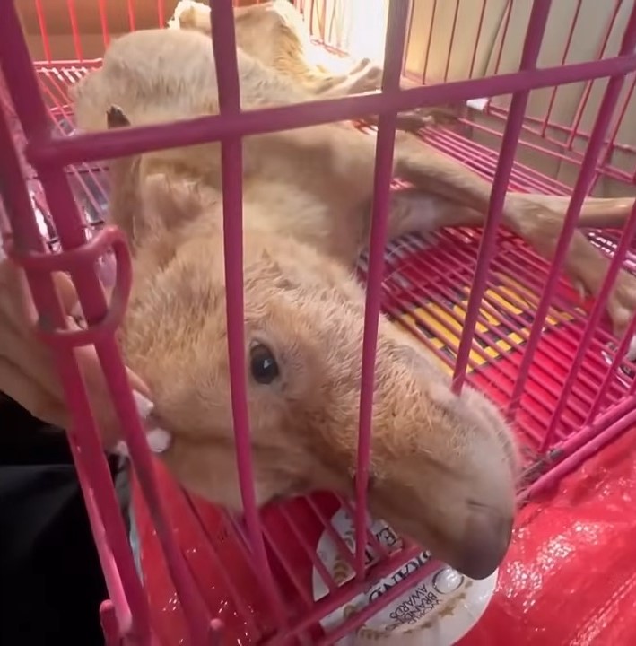 dog lying in a kennel