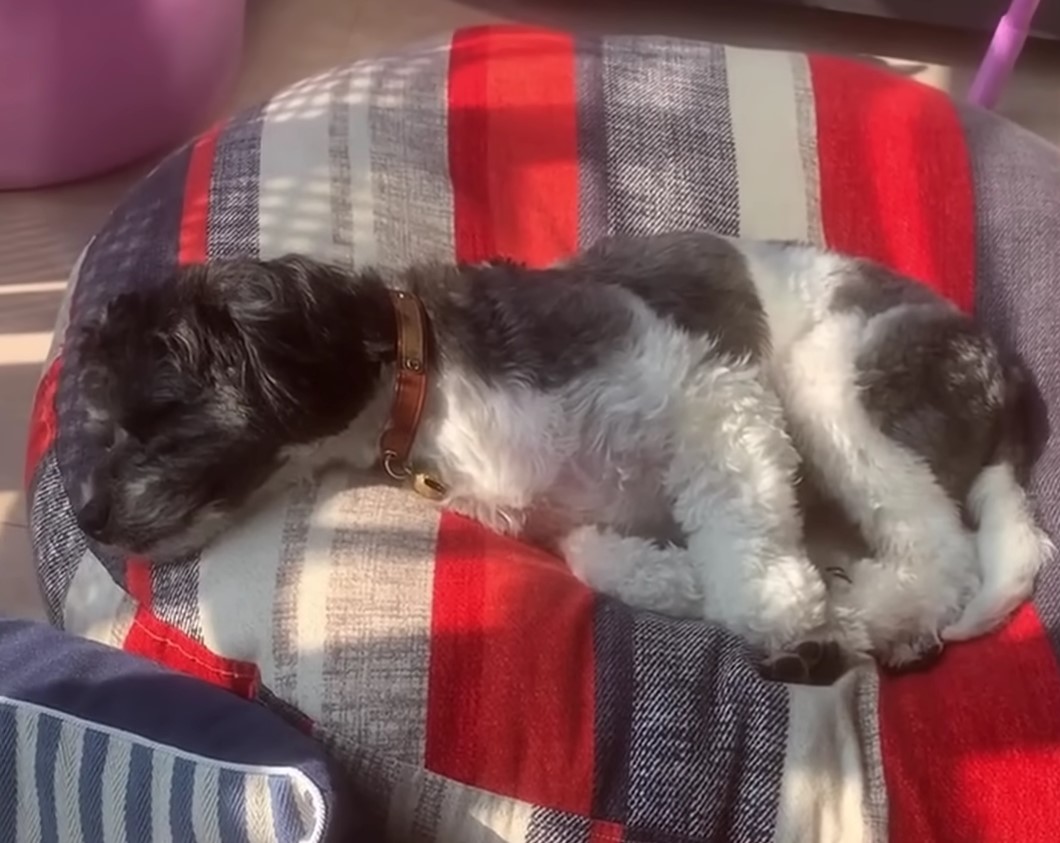 dog lying on stripped pillow