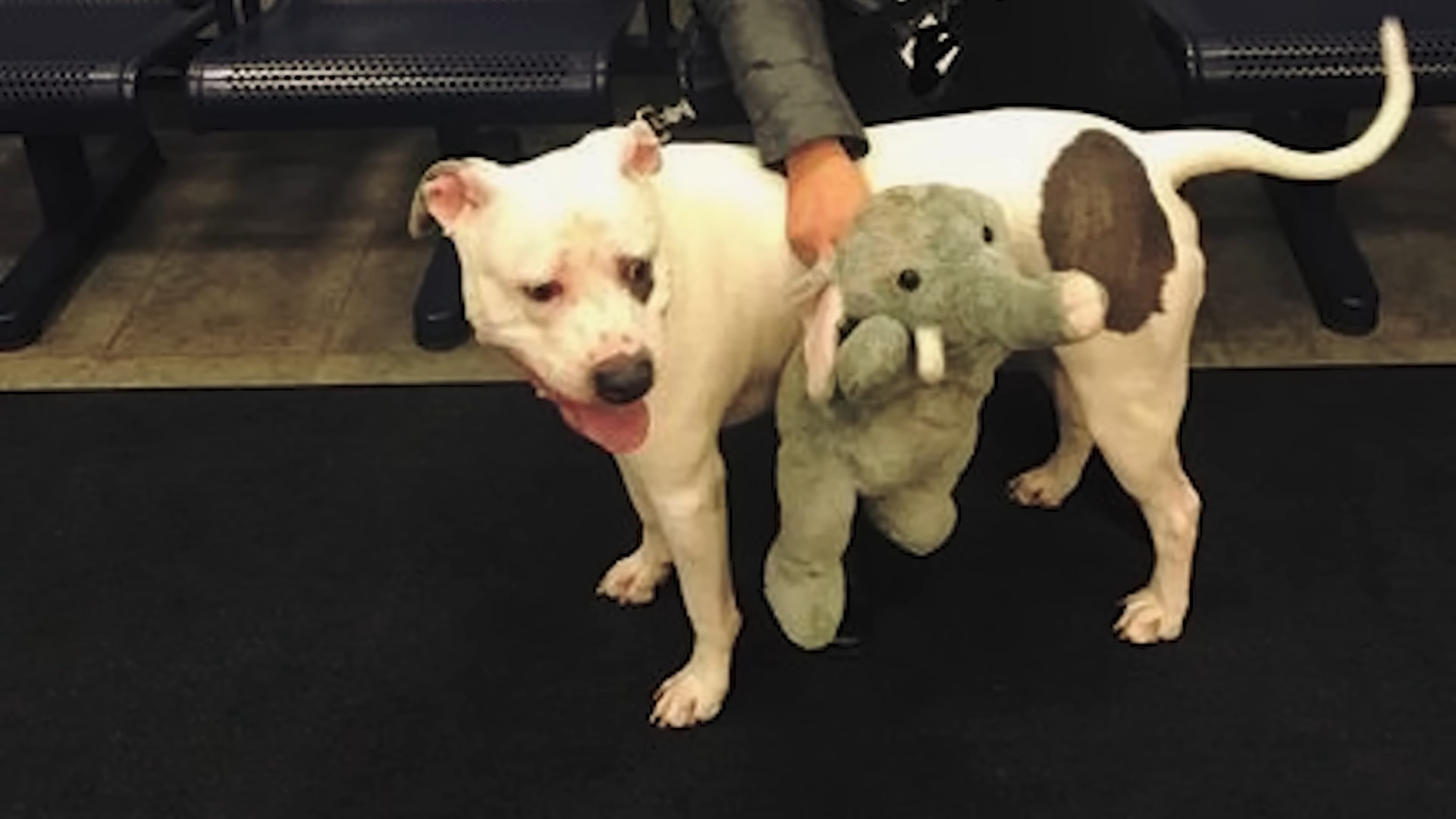 dog standing with stuffed toy