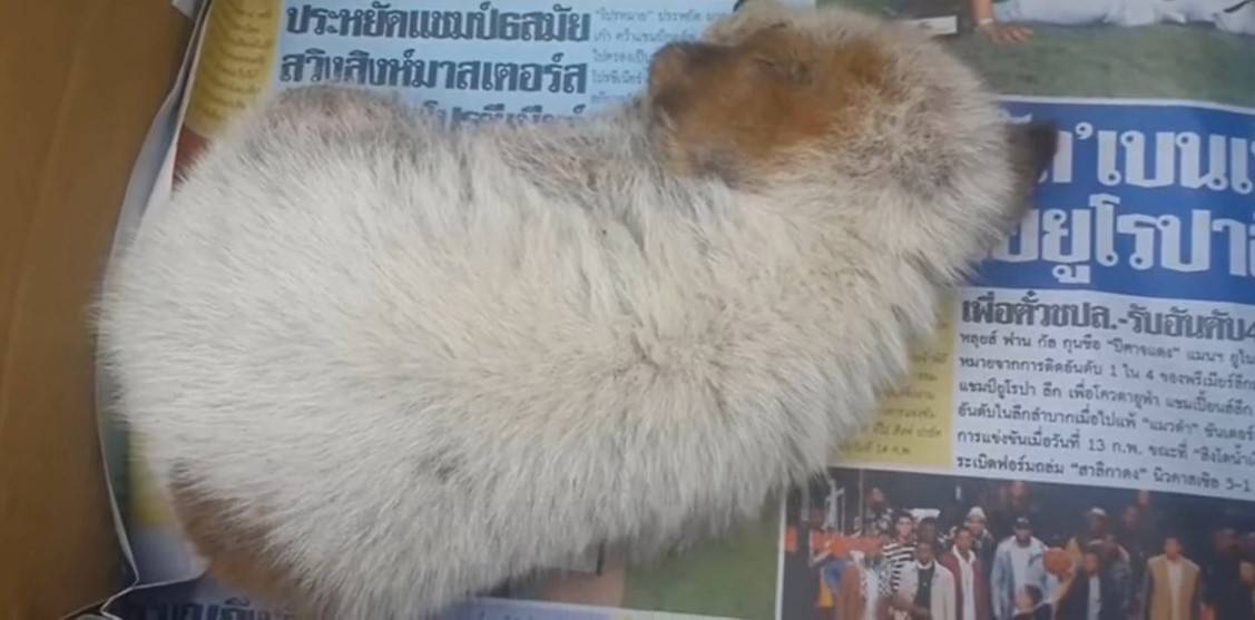 fluffy puppy sleeping in the cardboard box