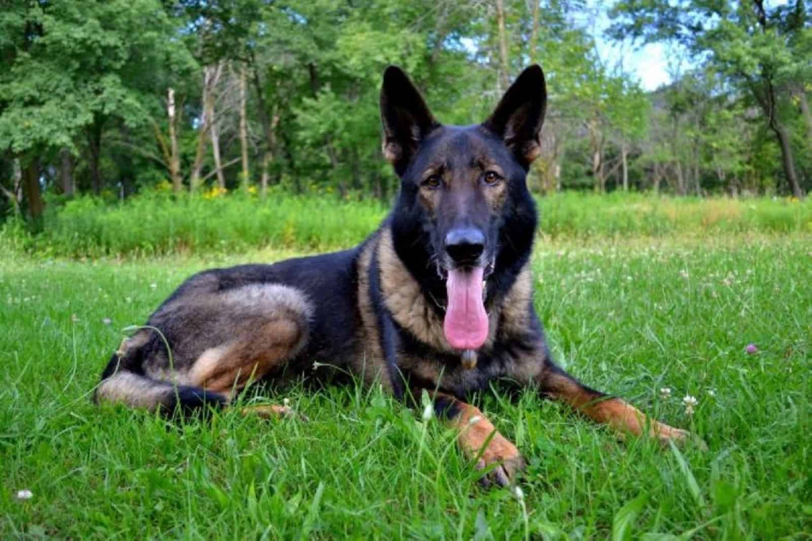 german shepherd dog lying on the grass