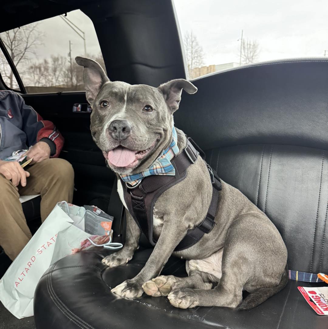 happy black dog in a car sitting