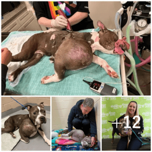 A rescued pit bull, previously suffering from a large tumor, has now been given a new lease on life.lqh