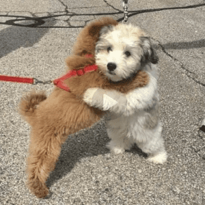 Nico, a young puppy rescued from a shelter, ran more than 6 km to reunite and hug her beloved friend she met on the way, showing incredible determination and loyalty.lqh