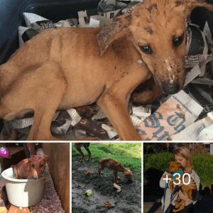 The emotional image of a homeless dog crossing its legs and making adorable gestures to ask a man for food has taken social media by storm.lqh