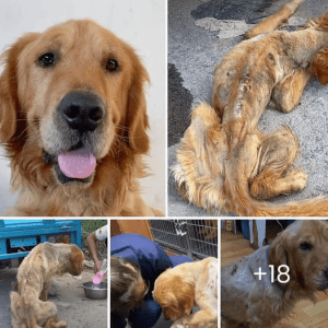 Dying Stray Golden Retriever Dog, Complete Transformation After Being Rescued.lqh