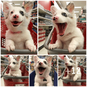 This dog radiates pure happiness while “shopping” at Target, and his cute smile became famous on Twitter.lqh