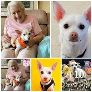 A 100-year-old woman has found the perfect companion in an 11-year-old dog.lqh