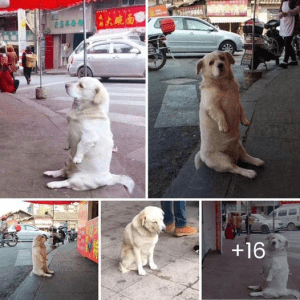 An abandoned female dog named Bella sat in front of a restaurant for three hours, hoping to find a hero to help her get a meal.lqh