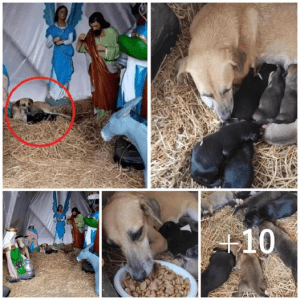 A stray dog ​​finds shelter in a Christmas scene, giving birth to seven adorable puppies and bringing warmth to the holiday season.lqh