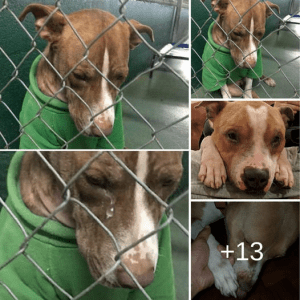 In one touching story, a dog wearing a Christmas sweater given to him by his late owner, sheds tears as he embraces the precious memories they shared.lqh