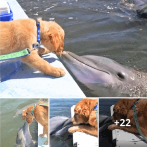 A dolphin awaits a tender kiss from its golden retriever friend, and their photo goes viral.lqh