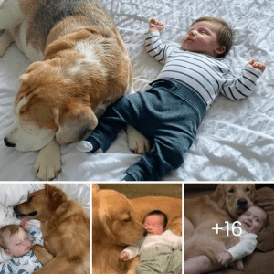 The dog, rescued from the shelter, has formed a very special bond with the one-year-old boy, touching the hearts of the family who witness this beautiful relationship.lqh