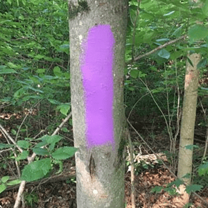 If you see this color painted on a tree in the woods, your life could be in danger — here’s why