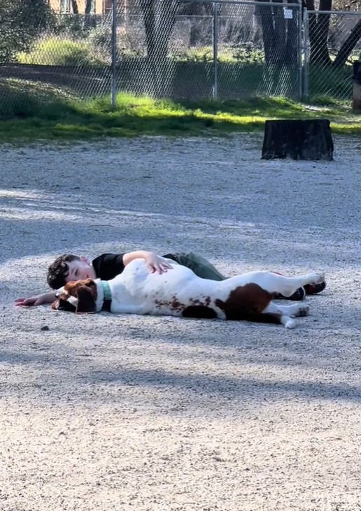 little boy lying with dog in the park