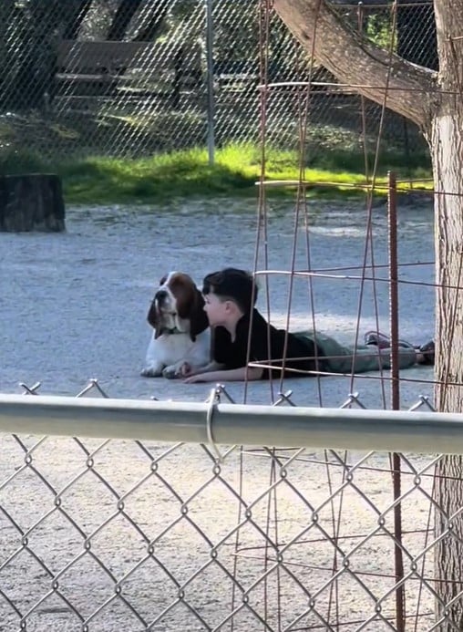 little boy with basset dog outdoor