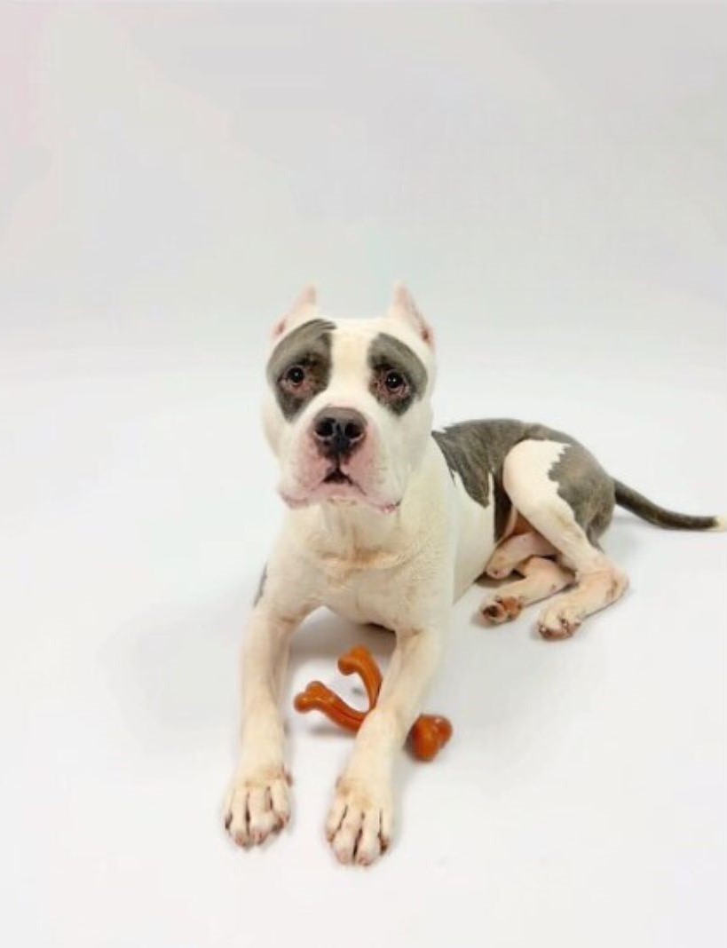 litttle dog laying with ball