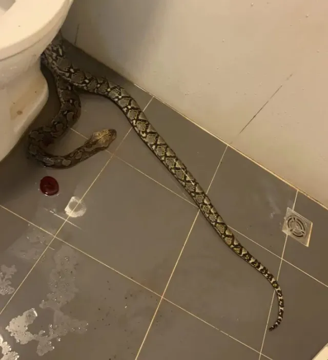 man rushed to hospital after being bitten on balls by python while sitting 3170