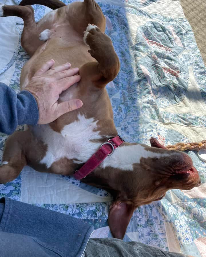 owner petting shy dog