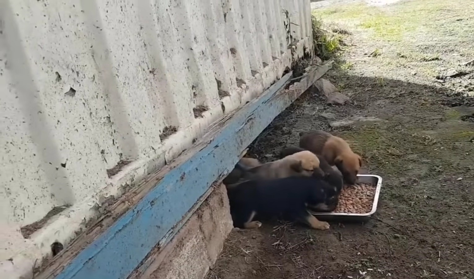 puppies eating