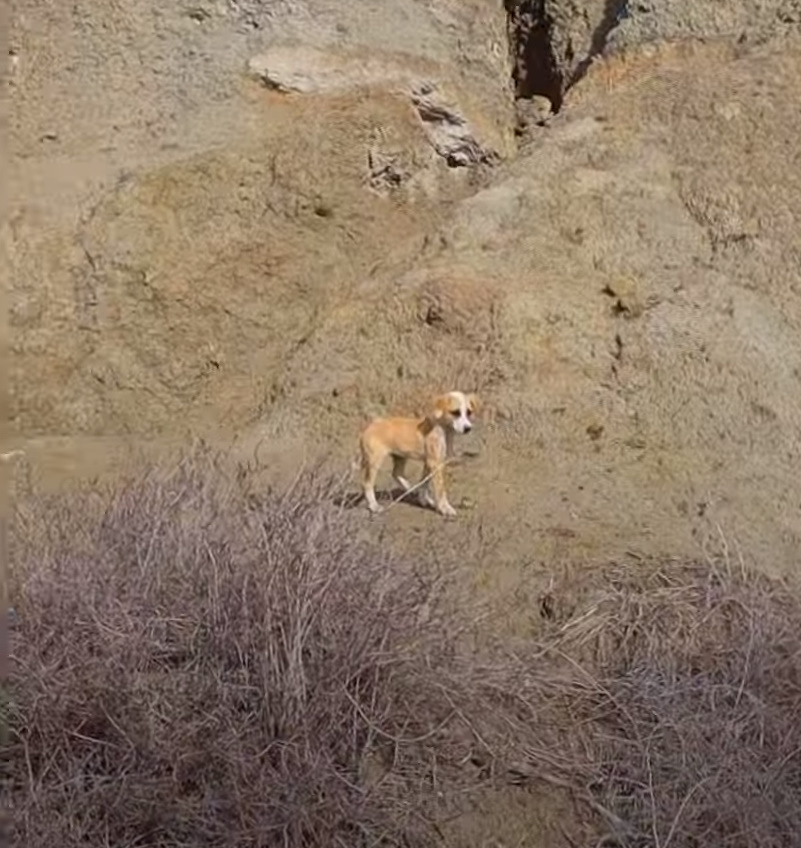 puppy walking outdoor alone