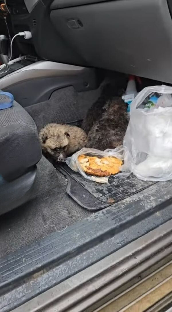 rescued dog in the car