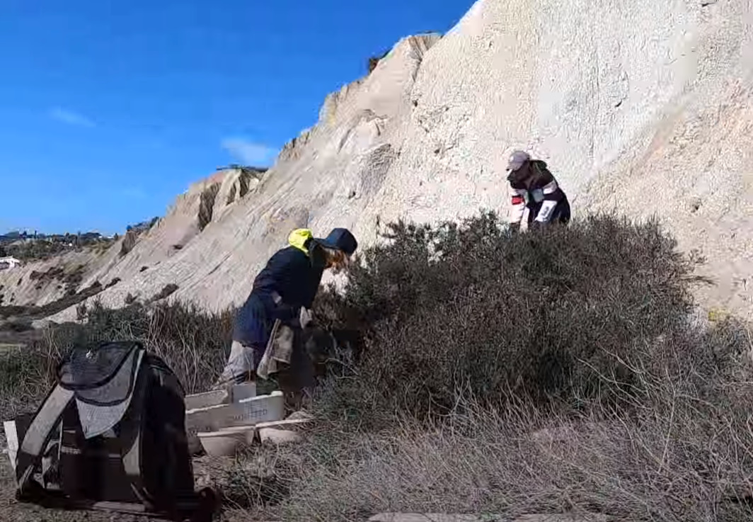 rescuers helping abandoned puppies