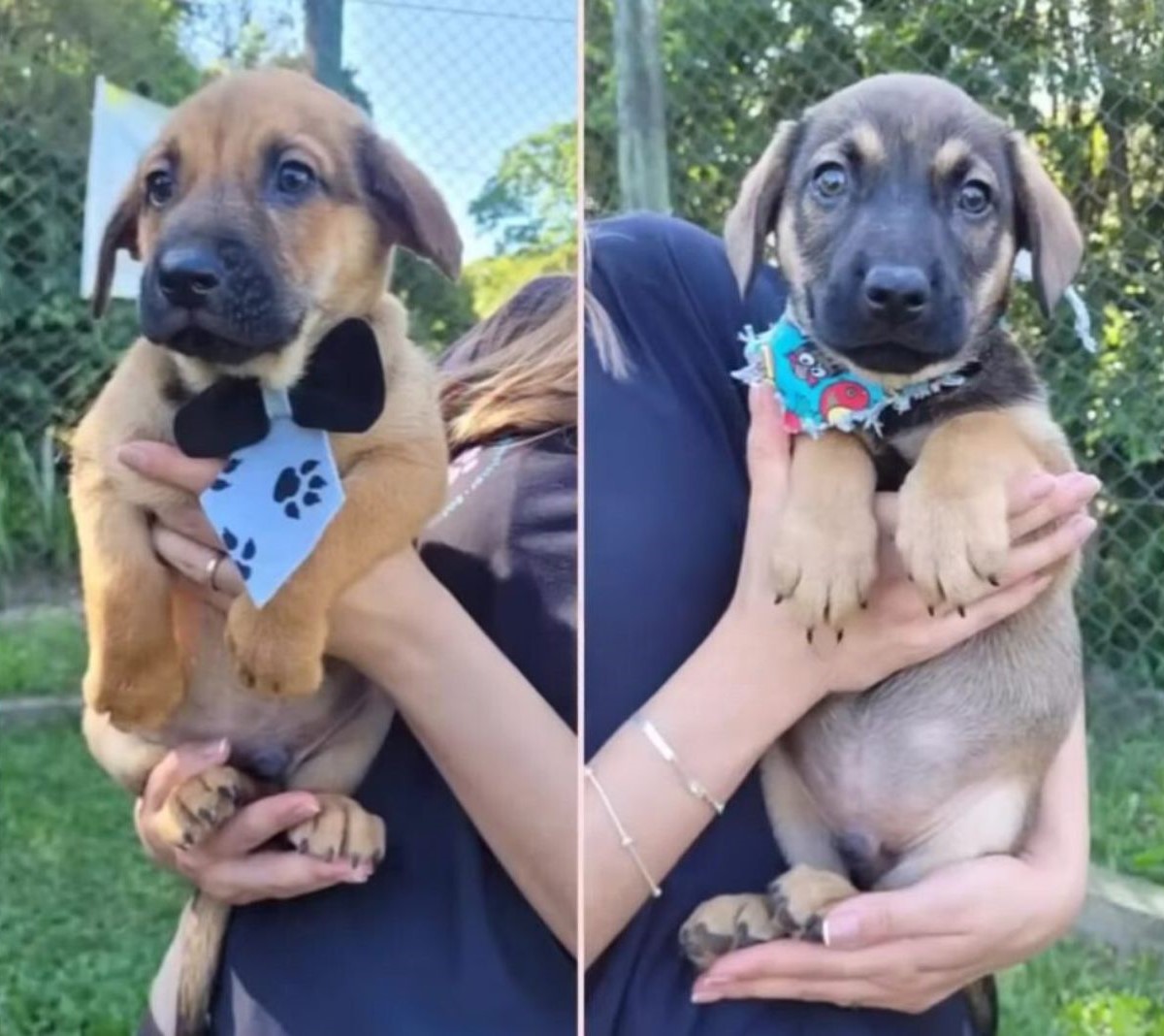 side by side photo of a woman holding a puppy 