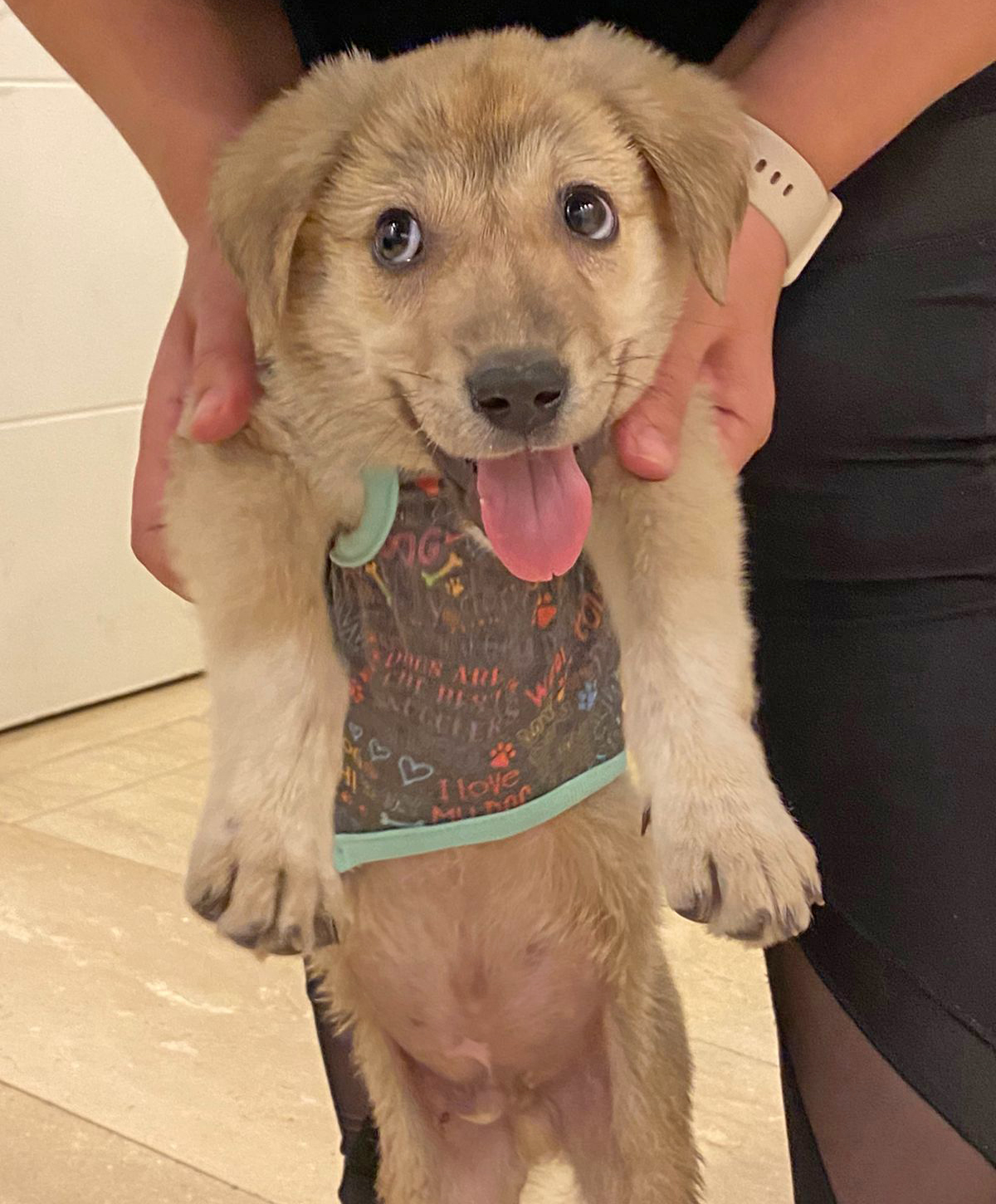 stray puppy sticking his tongue while being held