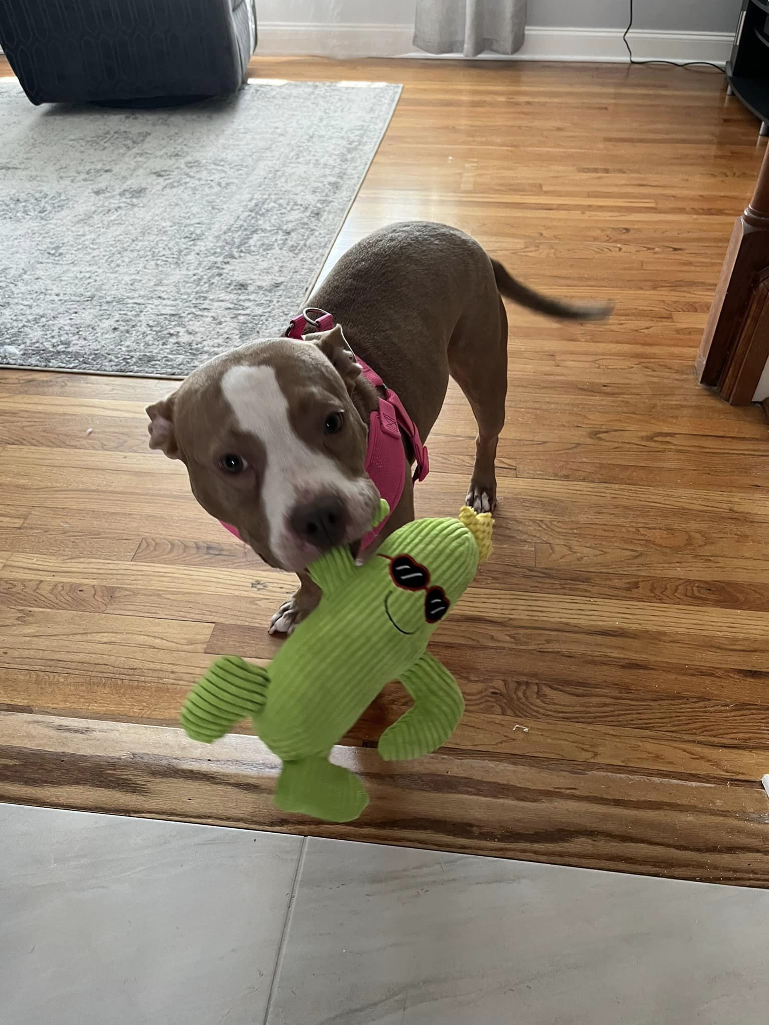 sweet dog holding a toy in its mouth