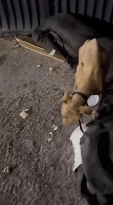 three dogs next to the container