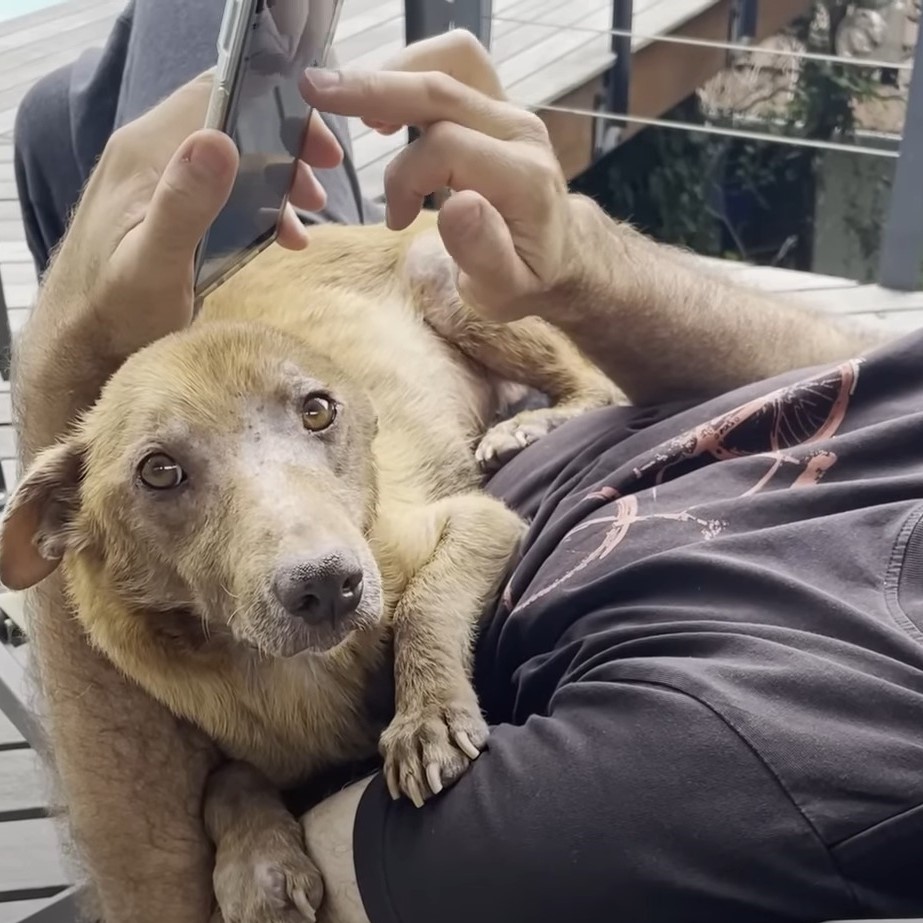 three legged dog relaxing on his owner