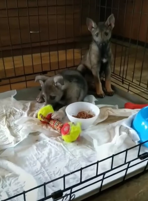 two puppies in a kennel