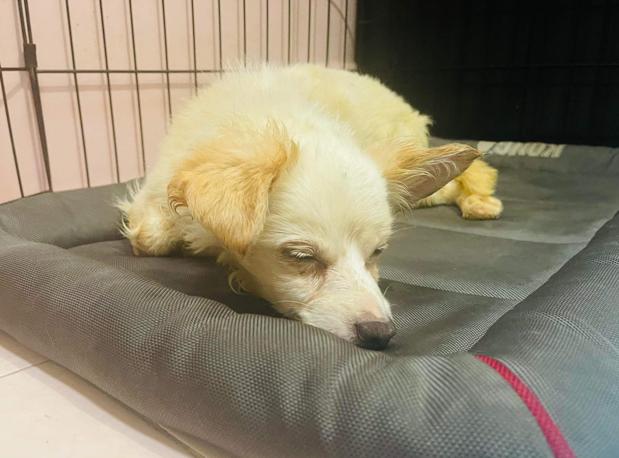 white dog sleeping on a dogs bed