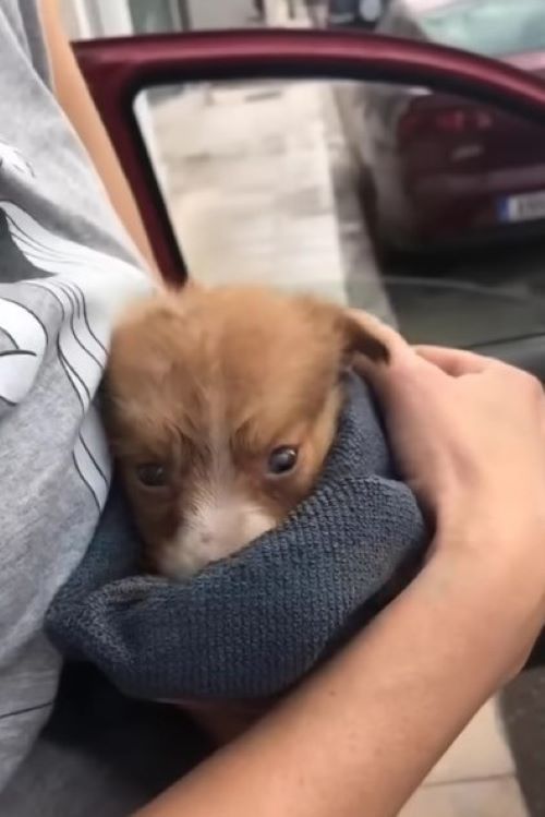 woman rescued puppy